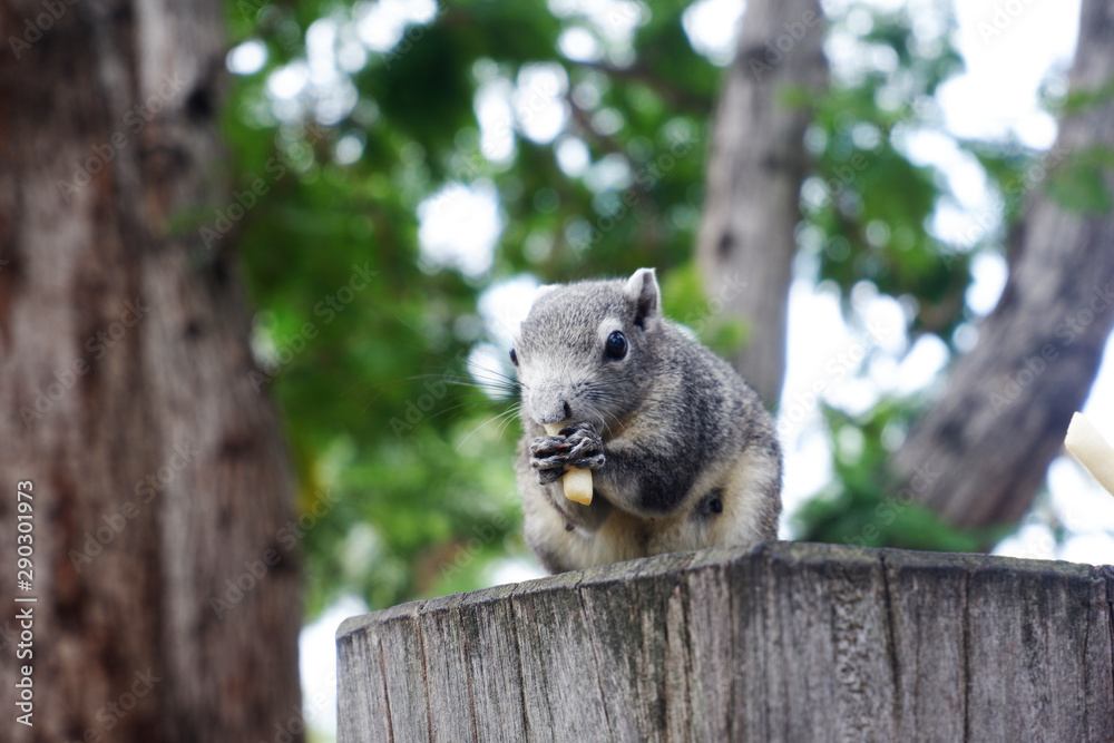 Obraz premium Gray squirrels eat tree stump food.