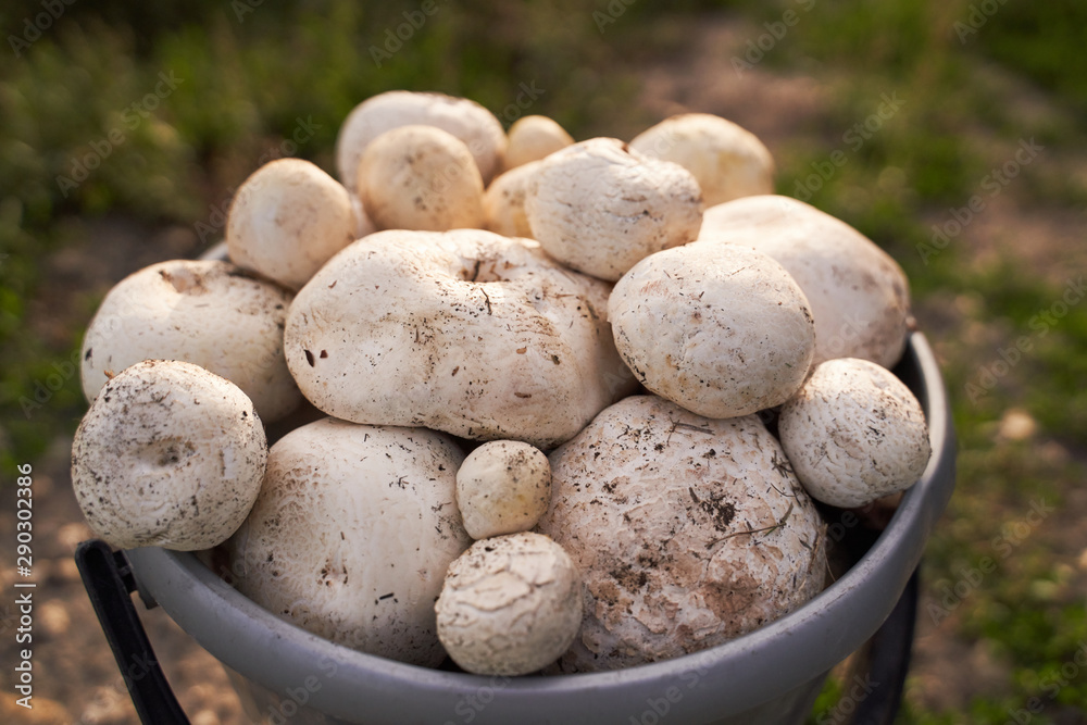 lot delicious different size champignons in basket
