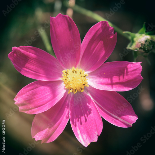 Cosmos flower. Pink flower. Floral background. Garden flower.