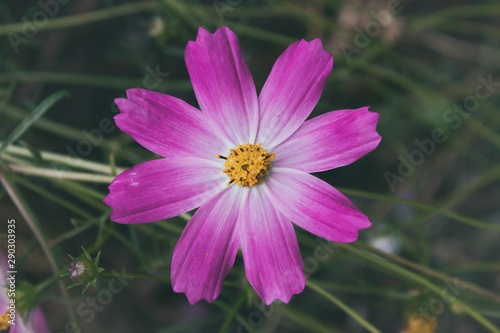 Pink flower. Cosmos flower. Floral background. Garden flower.