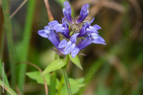 Rain on Great Blue Lobelia Flowers in Summer