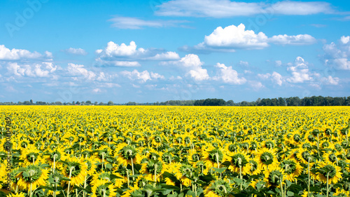 sunflowers blooming at field under blue cloudy sky