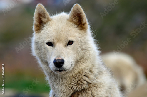 Schlittenhunde im Polarsommer  Tasiilaq  Ostgr  nland
