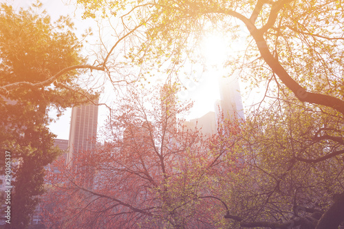 Fotobehang New York buildings skyline over central park trees