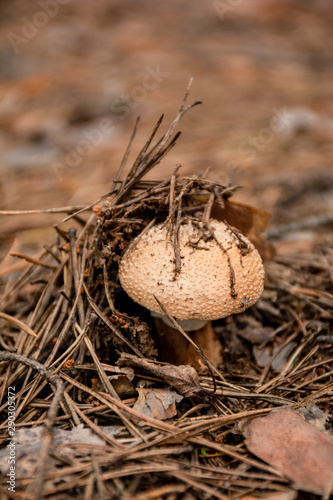 mushroom growing on ground with dry pine needles