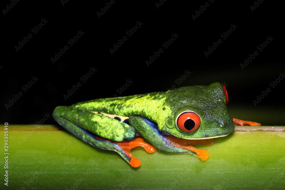 Fototapeta premium Night photography of a Red-eyed leaf frog or tree frog, or Gaudy Leaf Frog (Agalychnis callidryas). Frogs of Costa Rica. Puerto Viejo de Sarapiqui.
