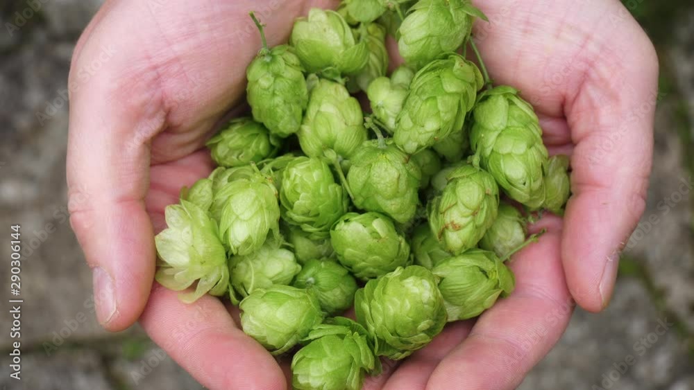 A farmer's hands full of newly harvested hops A farmer's hands full of newly harvested hops
