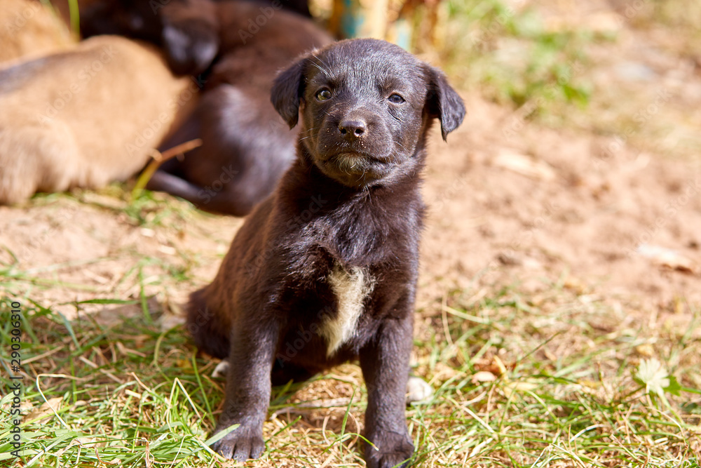 cute mixed breed puppy cute mixed breed puppy