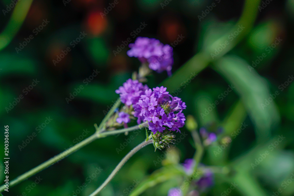 Fototapeta premium Purple wildflowers, morning light, bright colors, close-up