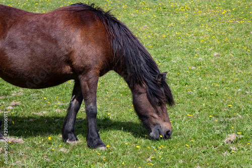 A glossy brown horse eating grass