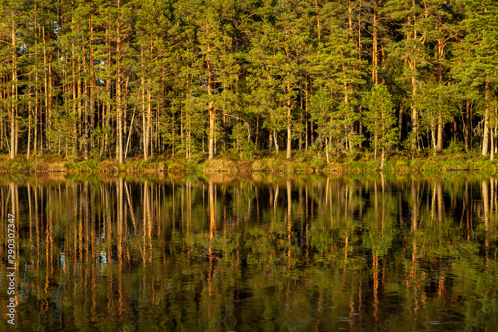 Abstract view to the coastline of lake Purezers with pine trees and reflections in water in Latvia, nature trail around the lake in Puikule Abstract view to the coastline of lake Purezers with pine trees and reflections in water in Latvia, nature trail around the lake in Puikule