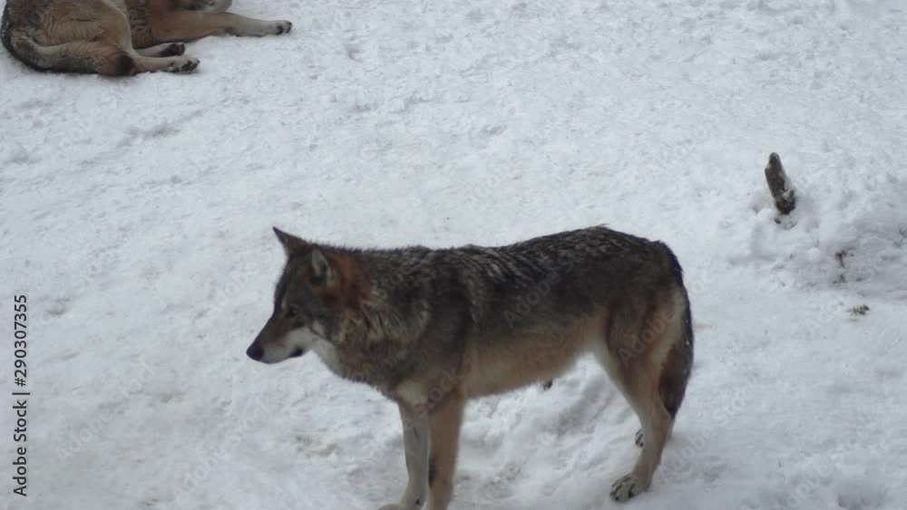 Gray wolves (Canis lupus;Linne, 1821) after lunch in a forest with snow-covered soil, in winter.slow motion, HD Gray wolves (Canis lupus;Linne, 1821) after lunch in a forest with snow-covered soil, in winter.slow motion, HD