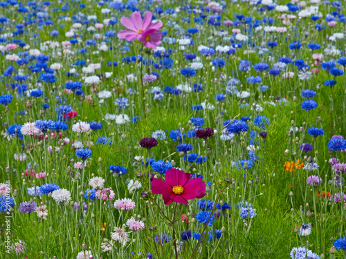 Fototapeta Naklejka Na Ścianę i Meble -  Centaurea cyanus Cornflowers and Cosmos growing in a colourful flower meadow