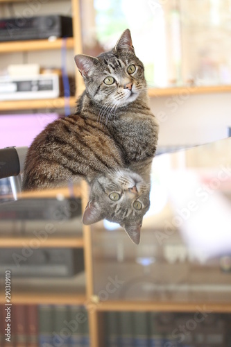 Tabby cat with reflection 2