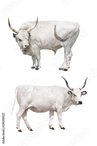 Hungarian gray cow and bull on a white background