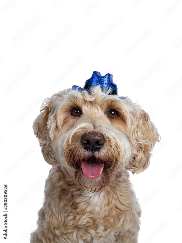 Head shot of sweet young adult female silky Labradoodle wearing blue cowboy hat, looking straight to camera with brown eyes. Isolated on white background. Mouth open and tongue out.