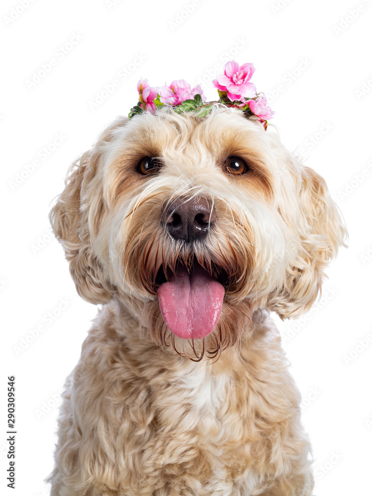 Head shot of sweet young adult female silky Labradoodle wearing string of pink flowers on head, looking straight to camera with brown eyes. Isolated on white background. Mouth open and tongue out.