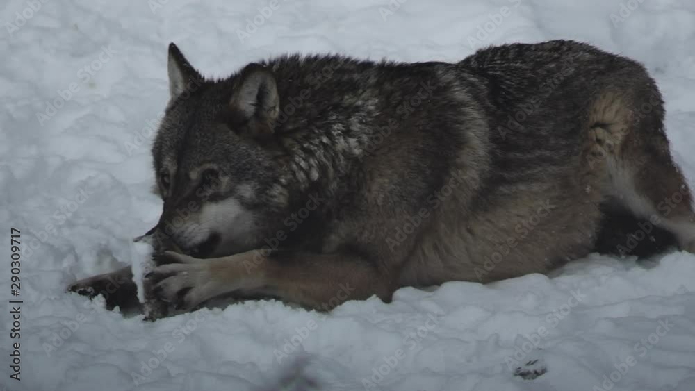 Gray wolves (Canis lupus;Linne, 1821) after lunch in a forest with snow-covered soil, in winter.slow motion, HD Gray wolves (Canis lupus;Linne, 1821) after lunch in a forest with snow-covered soil, in winter.slow motion, HD