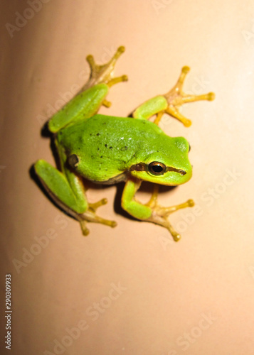 green marsh frog with spread legs