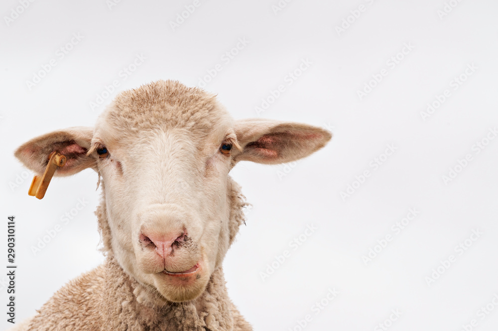 A white sheep, face only, chewing, looking at camera, isolated, against white background, copy space