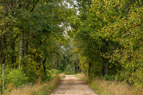 Autumn scene with colourful tree alley, rural road in September in Latvia