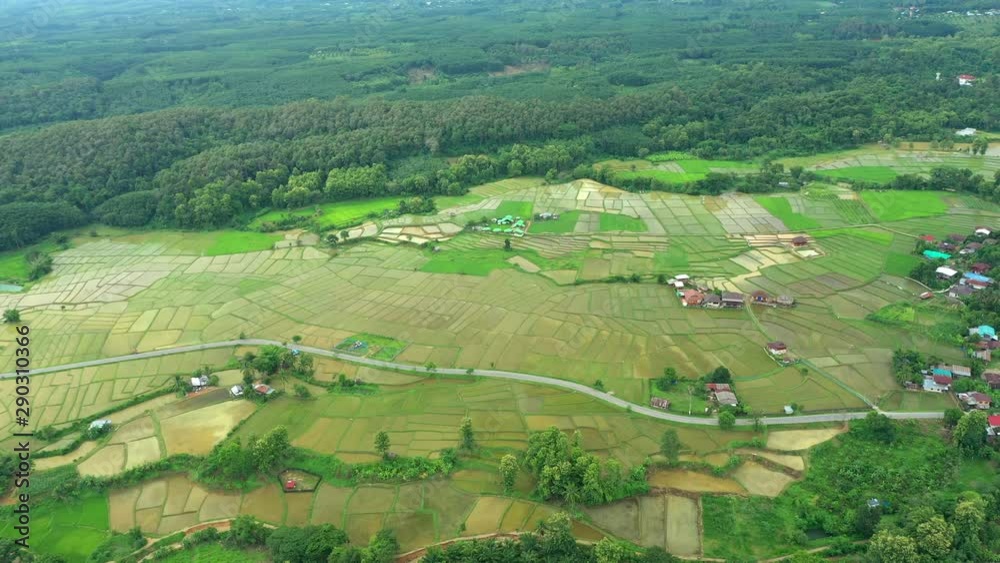 Aerial view of agriculture in rice fields for cultivation in Nan, Thailand
