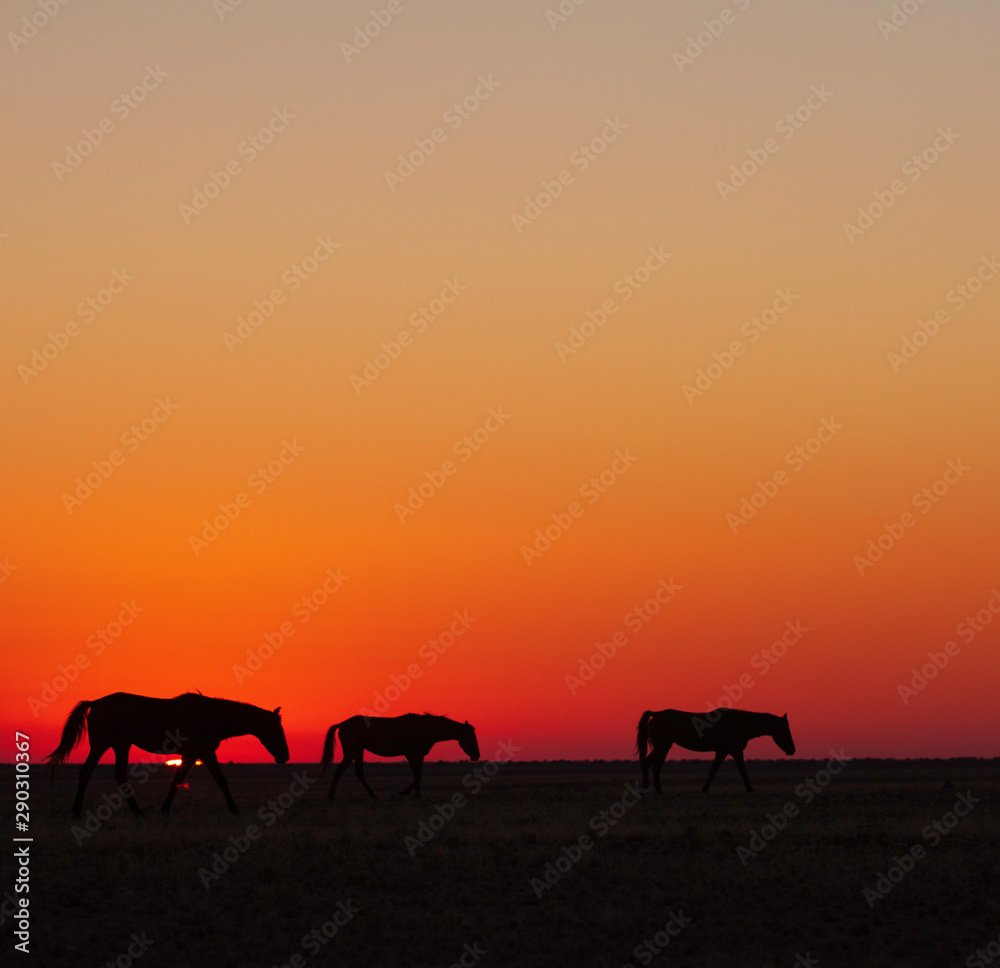 Namib wild horses, feral horses in a desert, walking into the sun Namib wild horses, feral horses in a desert, walking into the sun