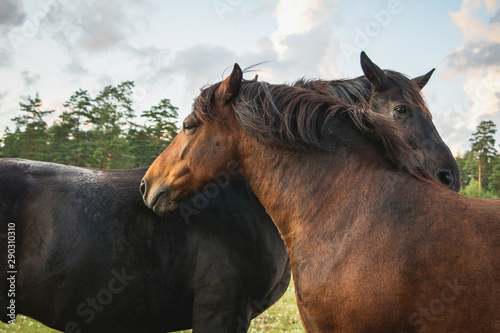 Fototapeta Naklejka Na Ścianę i Meble -  Two lovely horses standing close to each other, calm and cute