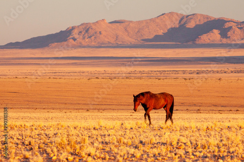 Namib wild horses, feral horses in a desert, walking into the sun