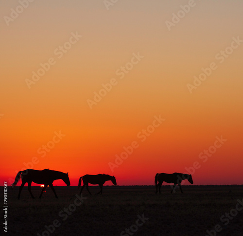 Namib wild horses  feral horses in a desert  walking into the sun