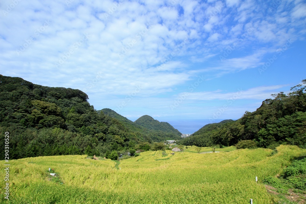 伊豆松崎町 稲刈り前の石部の棚田の風景