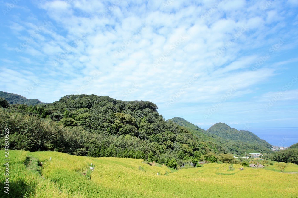 Obraz premium 伊豆松崎町 稲刈り前の石部の棚田の風景