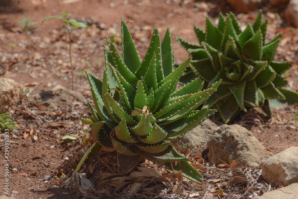 Beautiful plant, cactus, Famagusta, Cyprus Beautiful plant, cactus, Famagusta, Cyprus