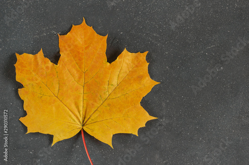  Yellow autumn maple leaf on a dark gray textured background