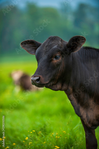A dark brown calf, cow, chocolate milk, dark chocolate