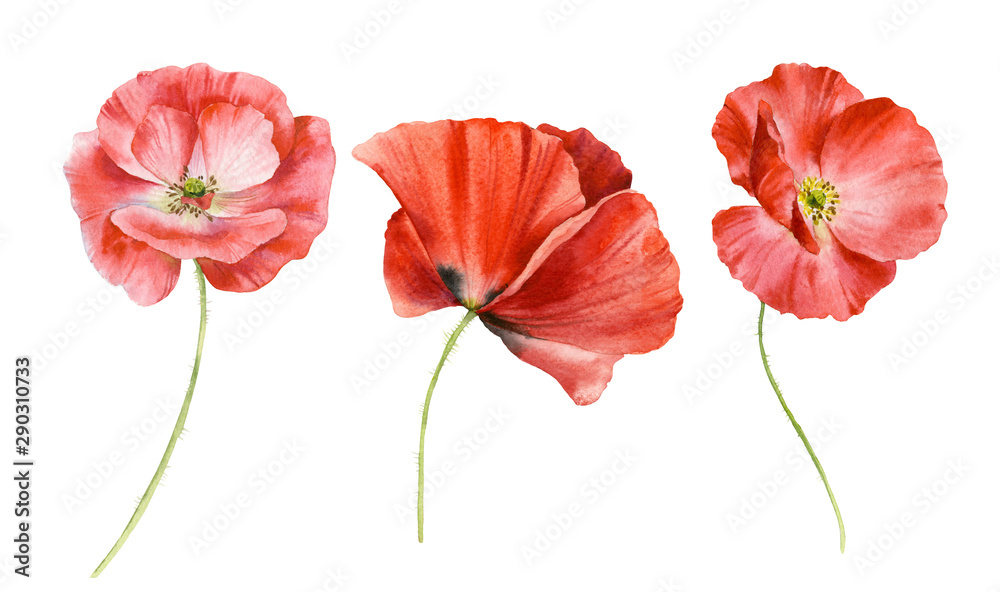 Obraz premium Set of bright red flowers. Poppies are painted in watercolor. Watercolor illustration.