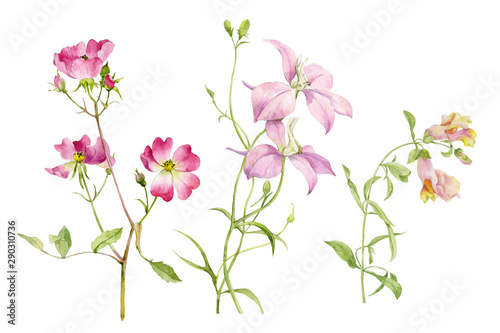 A set of delicate rosehip twigs, Snapdragon and delphinium isolated on a white background. Watercolor illustrations are drawn by hand.