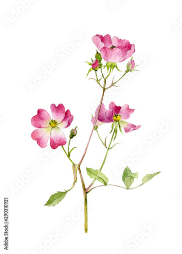 Sprig of delicate pink rosehip flower on isolated white background. Watercolor illustration.