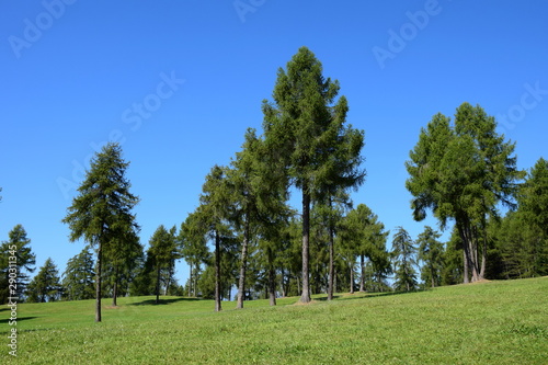 Salten - Jenesien - Südtirol - Panorama Almlandschaft