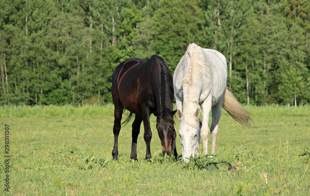 Horses on a summer pasture on a sunny summer day Horses on a summer pasture on a sunny summer day