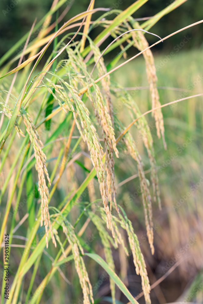 An organic asian golden rice farm during the sun set in the countryside of Thailand. An organic asian golden rice farm during the sun set in the countryside of Thailand.