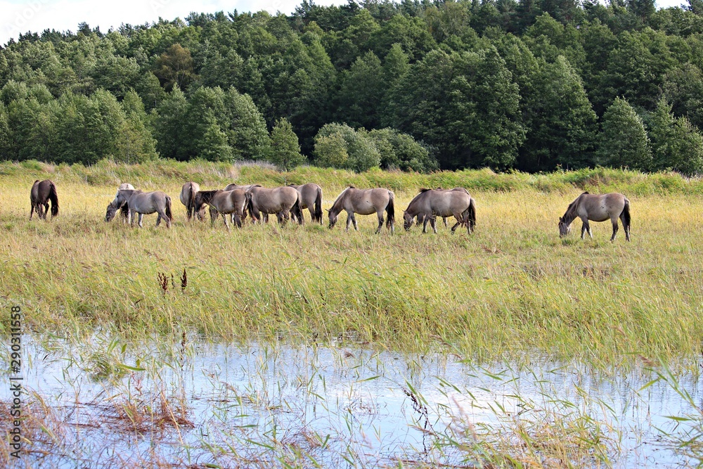 Horses on a summer pasture on a sunny summer day Horses on a summer pasture on a sunny summer day