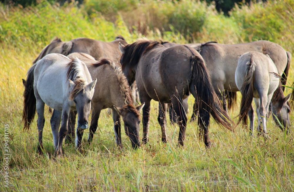 Horses on a summer pasture on a sunny summer day Horses on a summer pasture on a sunny summer day