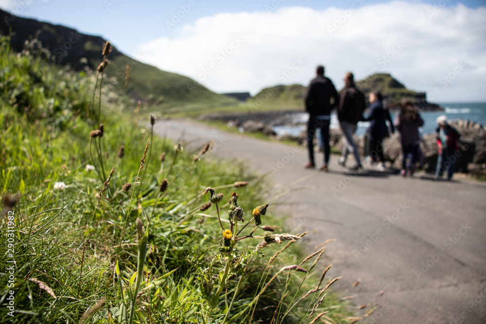 Obraz premium Coastal Walk