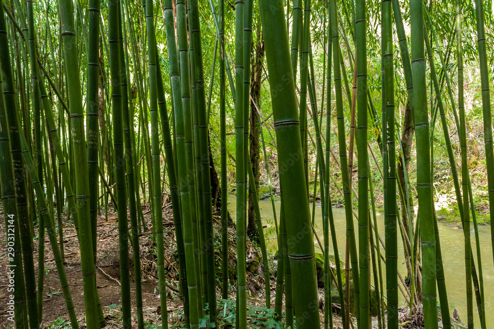 Bamboo forest in the mining town of El Pobal, in Biscay Bamboo forest in the mining town of El Pobal, in Biscay