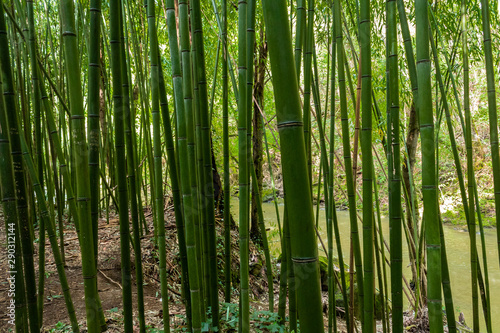 Bamboo forest in the mining town of El Pobal  in Biscay