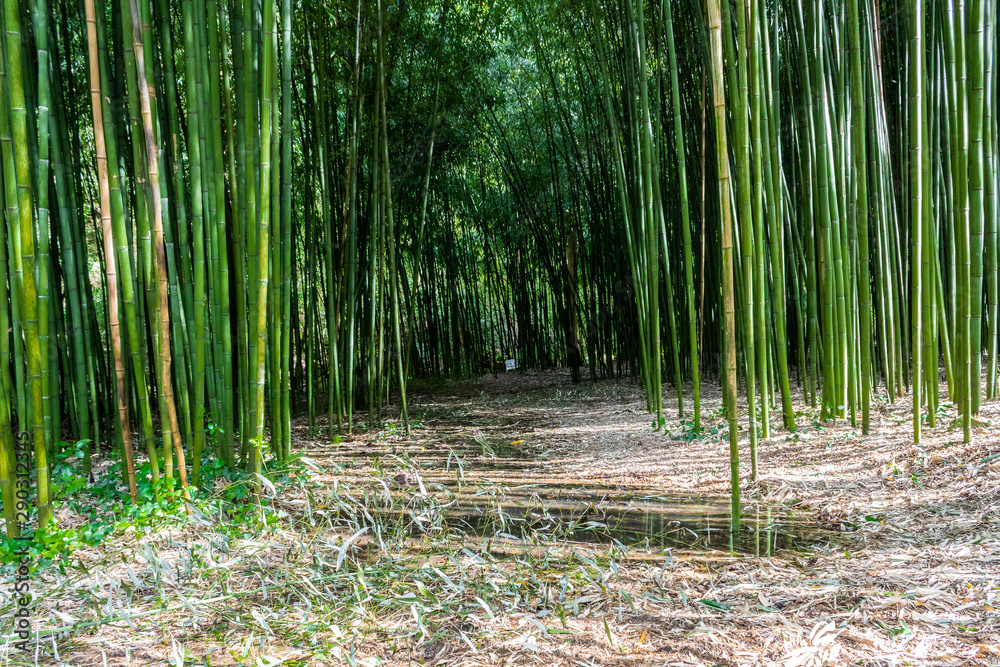 Fototapeta premium Bamboo forest in the mining town of El Pobal, in Biscay