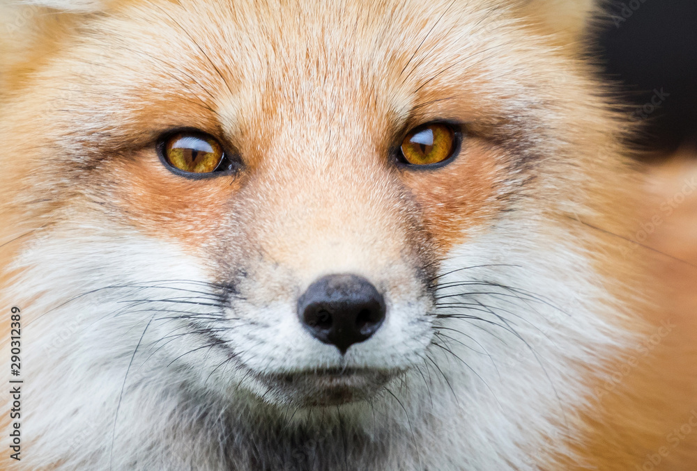 Red fox Red fox