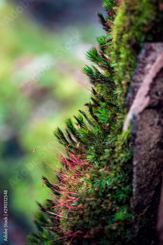 colorful moss