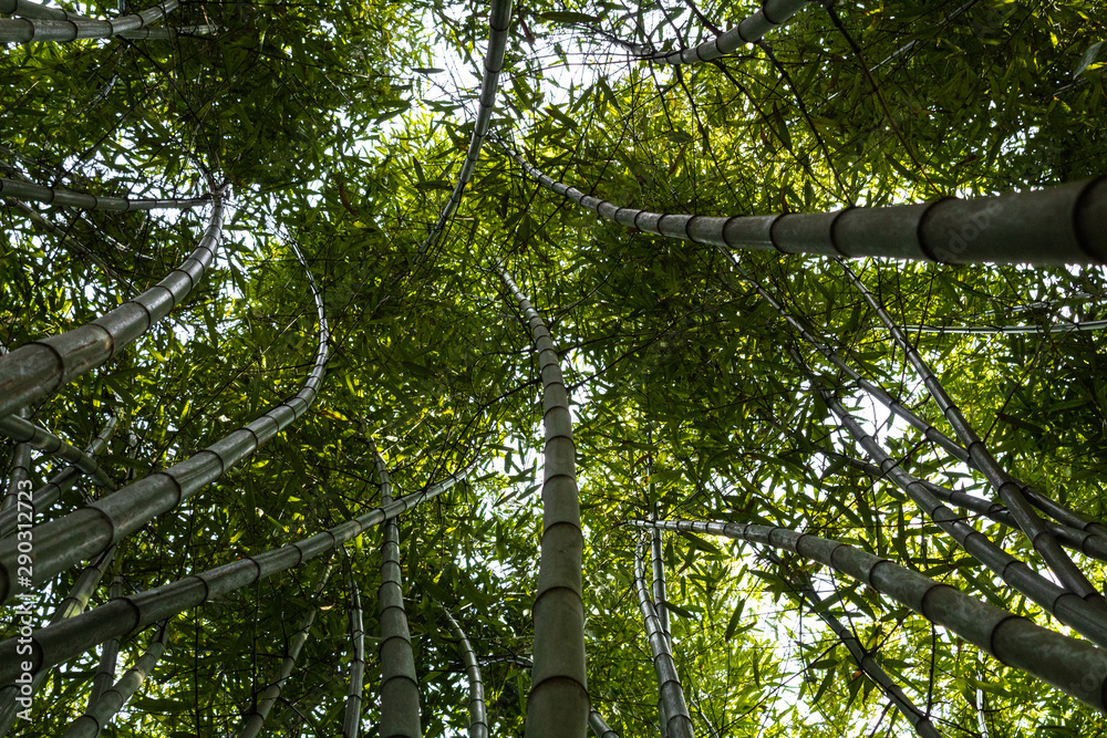 Fototapeta premium Bamboo forest in the mining town of El Pobal, in Biscay